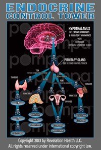 Endocrine Article
