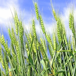Whole-Grains