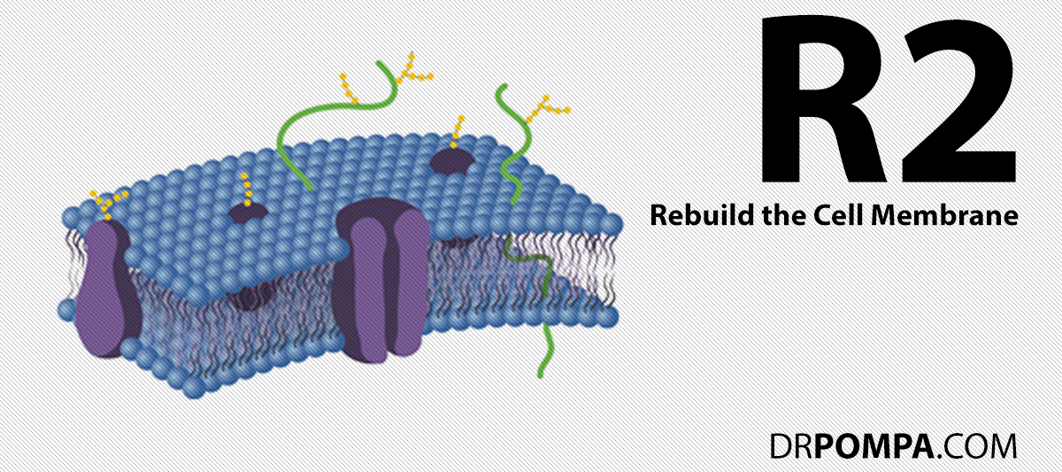 R2: Rebuild the Cell Memmbrane, regenerating the cell membrane