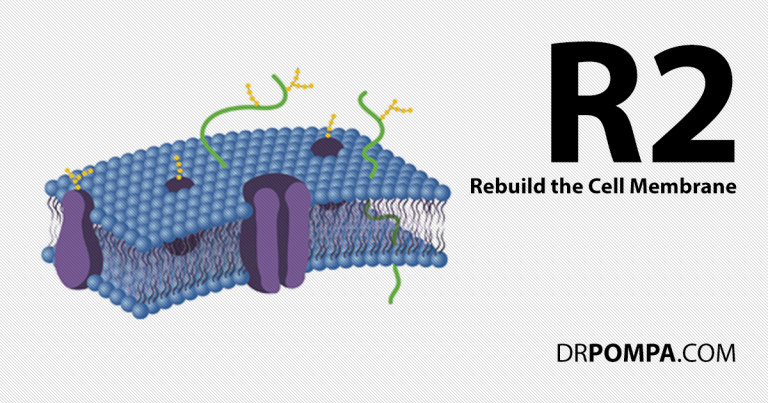 R2: Rebuild the Cell Memmbrane, regenerating the cell membrane