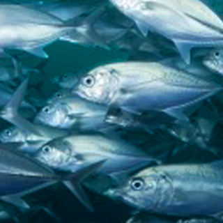 fish mercury toxic pompa dr foods filled