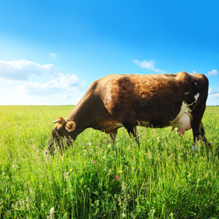 Healing Foods - Grass-Fed Meat
