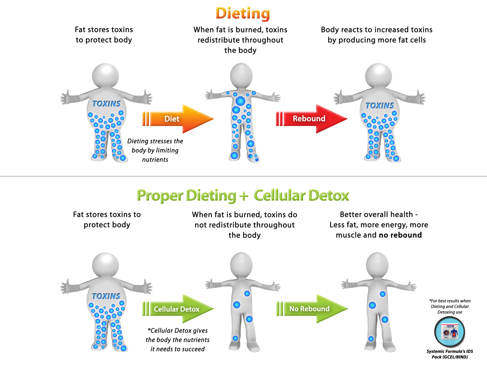 Dieting and Detox: How to Lose Toxic Fat for Good
