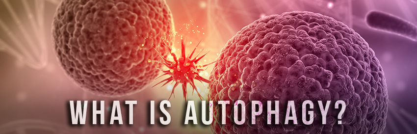 fasting and autophagy - what is autophagy